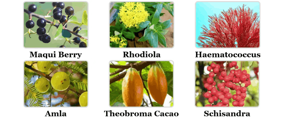 Mitolyn Ingredients